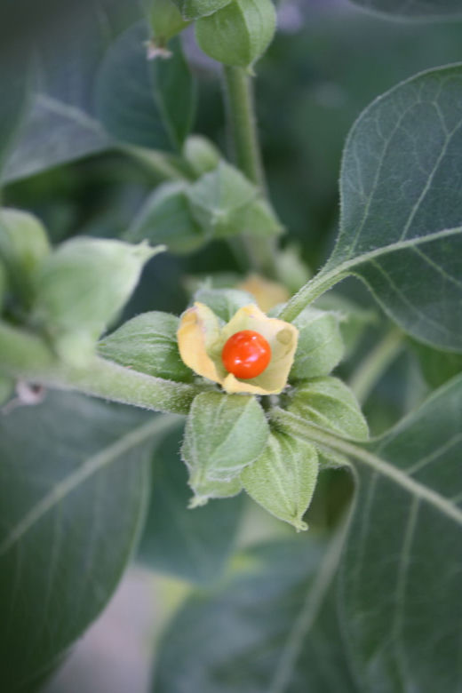 Ashwagandha (indyjski żeń szeń)