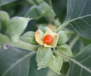Ashwagandha (indyjski żeń szeń)