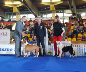 ​Psia elita w Lesznie. W hali Trapez odbyła się XXIV wystawa Champion of Champion's Show