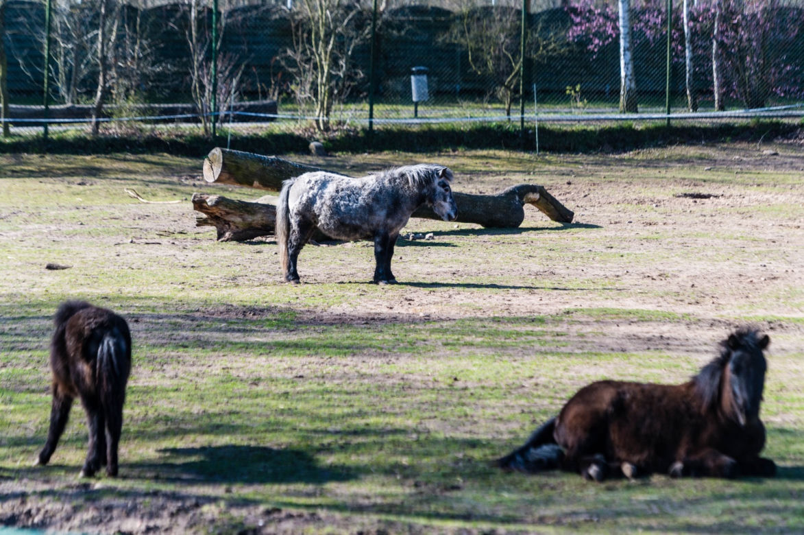 Koronawirus w Trójmieście. Zwierzęta z zoo tęsknią za ludźmi