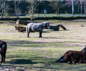 Koronawirus w Trójmieście. Zwierzęta z zoo tęsknią za ludźmi