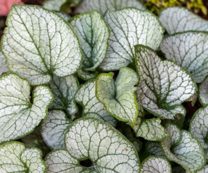 Brunnera wielkolistna