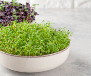 Rzeżucha - sprawdź, kiedy ją wysiać, by zdążyć na Wielkanoc!