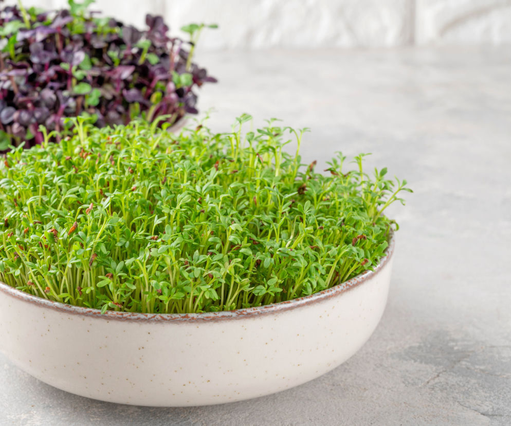 Rzeżucha - sprawdź, kiedy ją wysiać, by zdążyć na Wielkanoc!