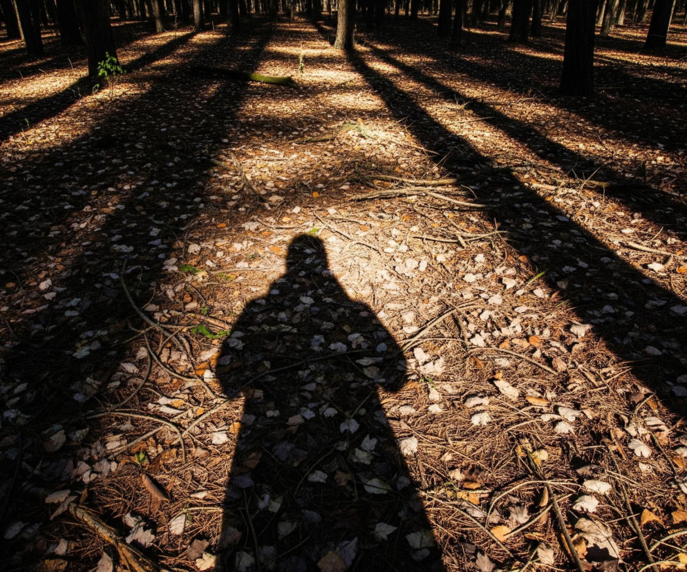 Na pierwszym planie widoczny jest ciemny cień ludzkiej sylwetki, zajmujący centralną część obrazu. Podłoże w lesie pokryte jest opadłymi liśćmi i igliwiem w odcieniach brązu i beżu, z fragmentami suchych gałązek i korzeni. Liczne cienie drzew przecinają ziemię, tworząc długie, ciemne pasy na tle jaśniejszych, oświetlonych słońcem fragmentów. W tle widoczne są ciemne pnie drzew, a pomiędzy nimi przebija się światło słoneczne, tworząc kontrastowe plamy jasności i cienia, z intensywnym, ciepłym blaskiem w obszarach oświetlonych.