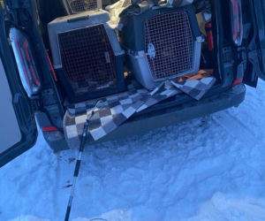 Skrajne zaniedbanie w gminie Zambrów. Odebrano 11 psów