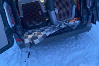 Skrajne zaniedbanie w gminie Zambrów. Odebrano 11 psów