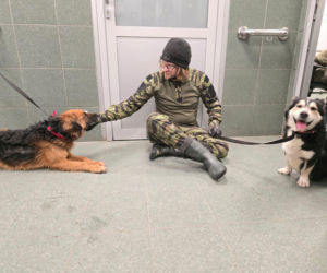 Wielka akcja w schronisku pod Radomiem. Zwierzęta pilnie szukają domów!