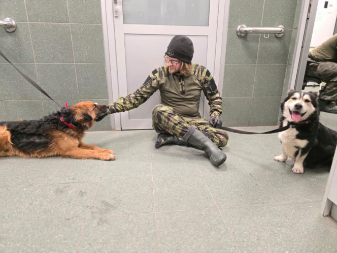 Wielka akcja w schronisku pod Radomiem. Zwierzęta pilnie szukają domów!