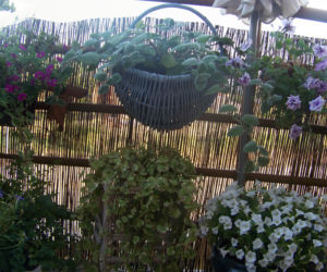 Konkursowy Balkon 2013 zdjecie nr 5
