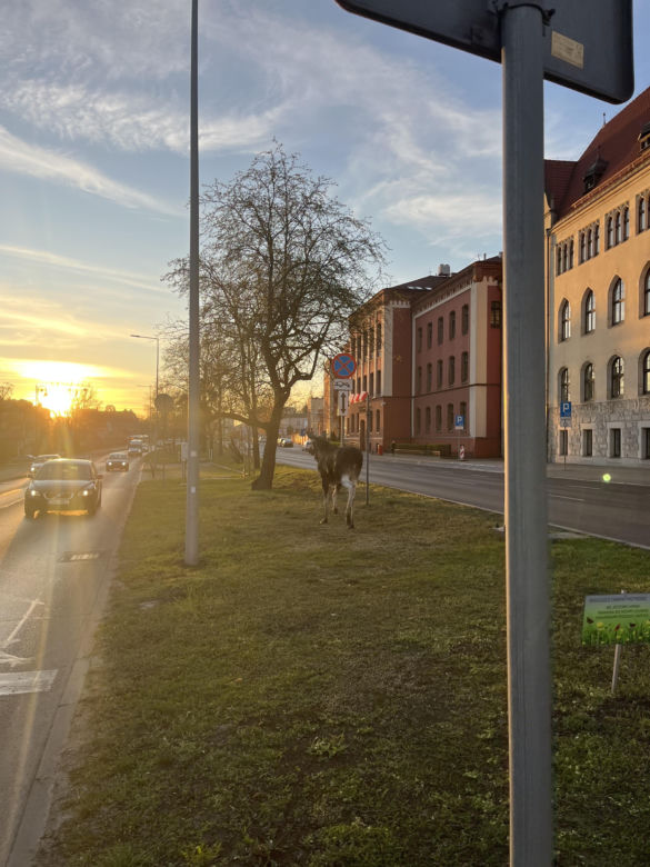 Dwa łosie spacerują po centrum Bydgoszczy. Trzeci zawędrował do Ostromecka, tam potracił go samochód