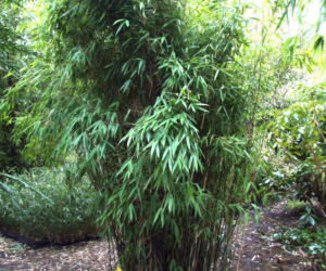 Fargesia parasolowata ‘Jumbo’