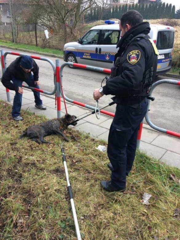 Kraków: Ratowali wyziębionego psa. Zwierzę utknęło w kanale, w lodowatej wodzie [ZDJĘCIA]