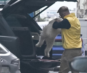 Chajzer kupił luksusowe auto dla psa