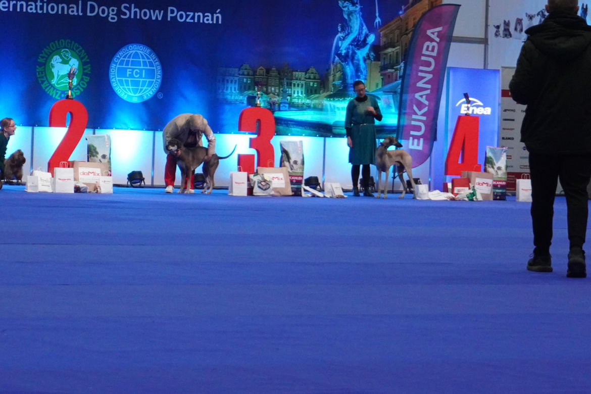 Międzynarodowa Wystawa Psów Rasowych w Poznaniu