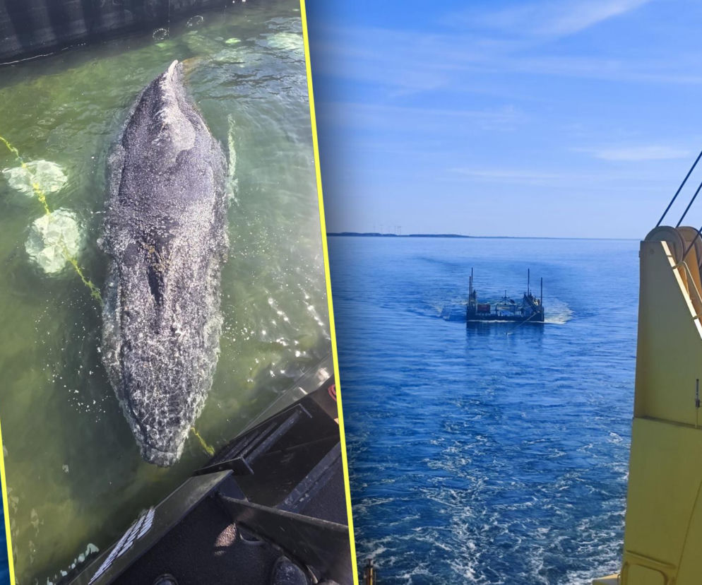 Akcja ratunkowa humbaka Timmiego