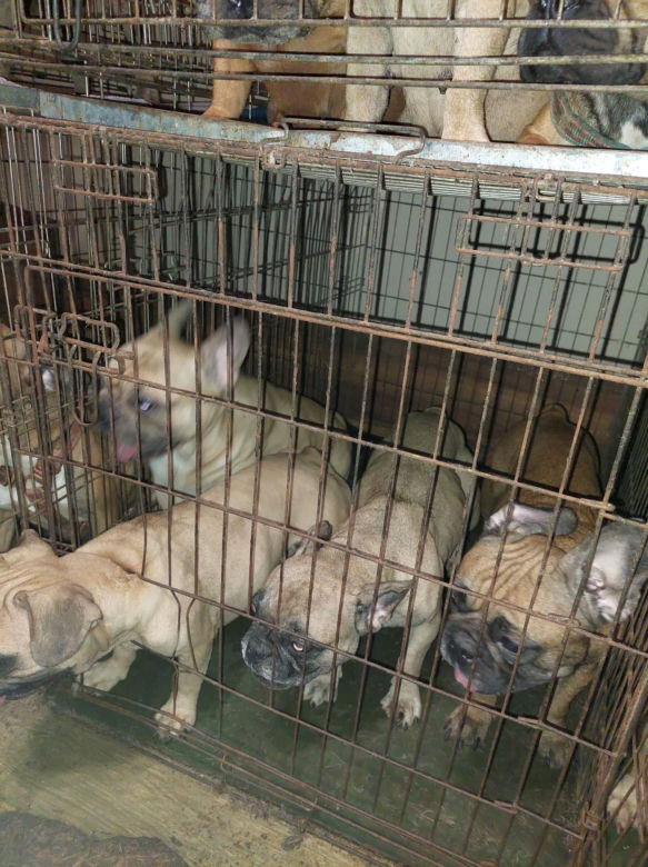 Łodzianka w takich warunkach trzymała blisko 100 buldogów!