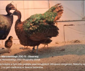 Te maluchy przyszły na świat w warszawskim ZOO w 2025 roku