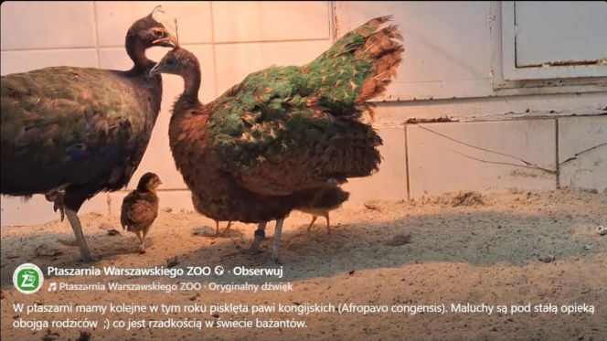 Pawie kongijskie