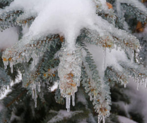 Zimowa pielęgnacja iglaków rosnących w ogrodzie 