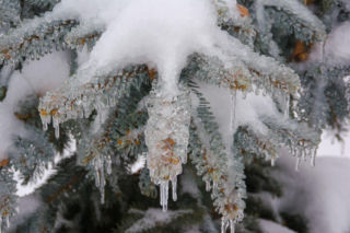 Zimowa pielęgnacja iglaków w ogrodzie. O tych zabiegach nie możesz zapomnieć!