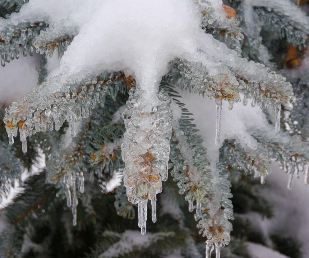 Zimowa pielęgnacja iglaków rosnących w ogrodzie 