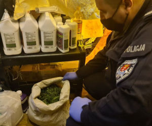 32-latek prowadził w Gdańsku profesjonalną plantację marihuany