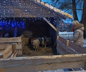 Bożonarodzeniowa szopka w Dywitach gotowa! Zamieszkało w niej sześć owieczek [ZDJĘCIA]