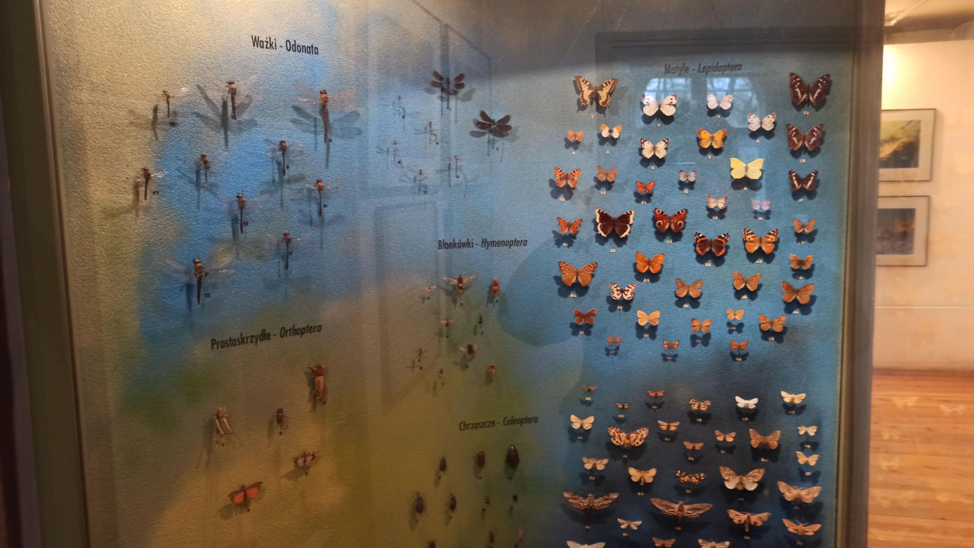 Muzeum Przyrody w Olsztynie. Poznajcie faunę oraz florę Warmii i Mazur