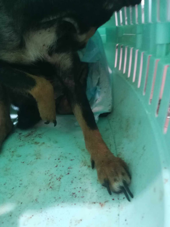 Inspektorzy OTOZ Animals w Bielsku-Białej odebrali osiem skrajnie zaniedbanych psów