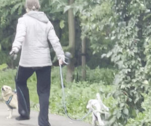 Bestialsko znęcała się nad psami. Po kopnięciu, zwierze wydał głośny pisk