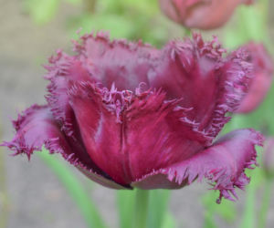 Tulipany strzępiaste