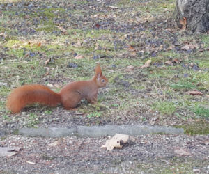 Natura budzi się do życia! W Ogrodzie Botanicznym UKW czuć już wiosnę! [ZDJĘCIA]