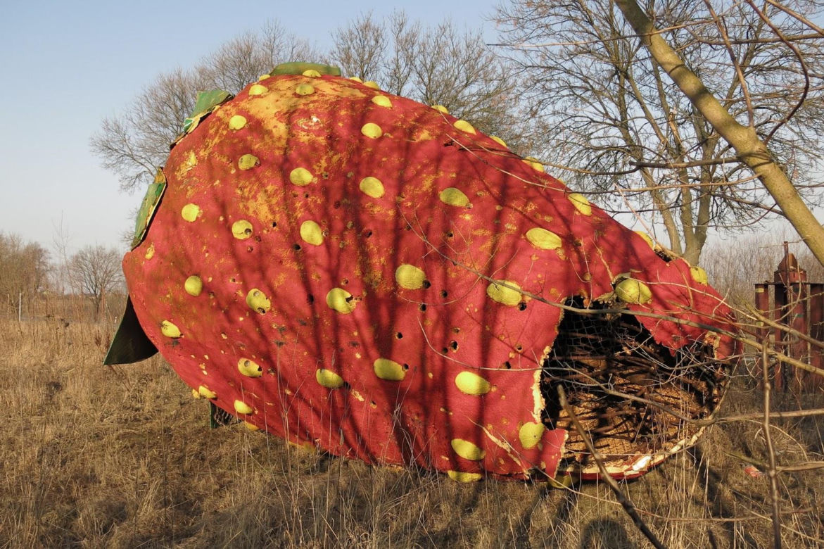 Gigantyczna truskawka leży w polu pod Warszawą