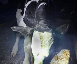 Szokujący incydent na drodze. Z dostawczaka wypadło cielę! Kierowca nawet nie zauważył