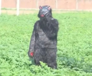 Yeti pojawił się na polu?! Ten film może szokować, wyjaśnienie cię zaskoczy