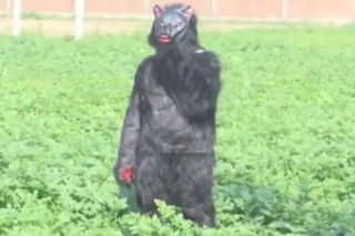 Yeti pojawił się na polu?! Ten film może szokować, wyjaśnienie cię zaskoczy