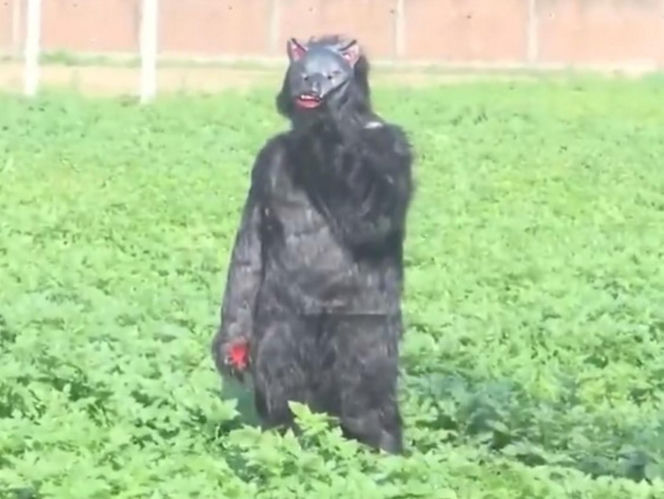 Yeti pojawił się na polu?! Ten film może szokować, wyjaśnienie cię zaskoczy