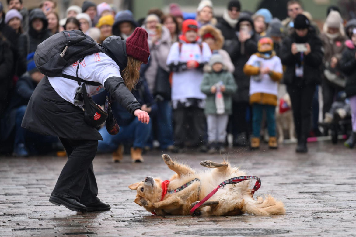 Poznań. Pokaz wyszkolenia psów z grupy „Golden Retriever WOŚP w Poznaniu” podczas 33. Finału Wielkiej Orkiestry Świątecznej Pomocy