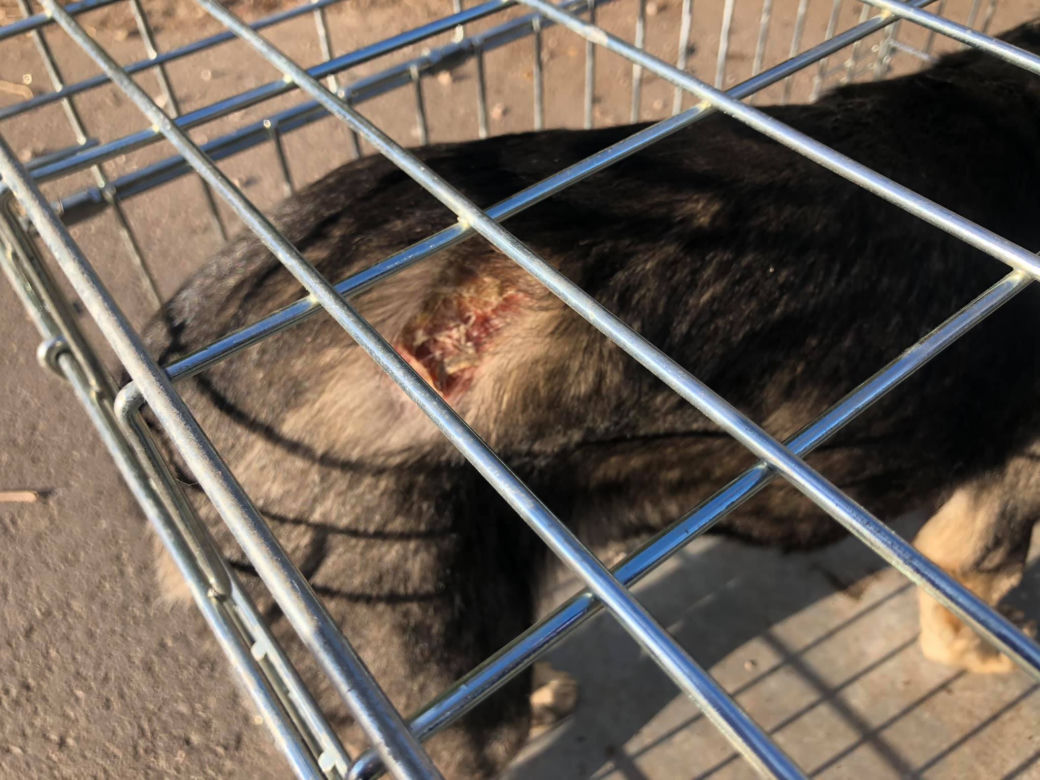 Makabra pod Płockiem! "Z głodu zjadały same siebie, spały w dywanie z odchodów" [ZDJĘCIA]