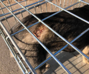 Makabra pod Płockiem! Z głodu zjadały same siebie, spały w dywanie z odchodów [ZDJĘCIA]
