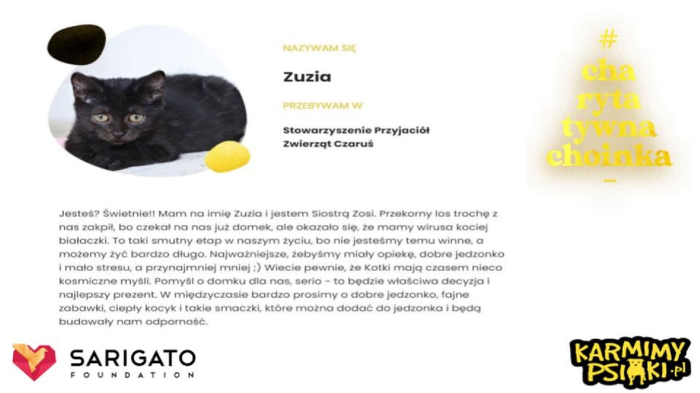 Charytatywna Choinka dla bezdomnych psów i kotów. Każdy może pomóc!