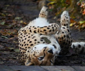 Zwierzak Roku 2025 Warszawskiego ZOO. Oto nominowane zwierzaki