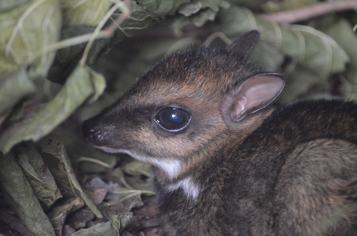 We wrocławskim zoo urodził się kanczyl filipiński