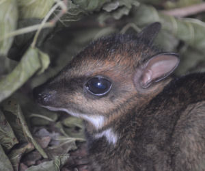 We wrocławskim zoo urodził się kanczyl filipiński
