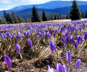 To najlepszy czas na krokusy. Góry zmieniają się nie do poznania