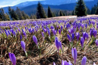 To nie Tatry! Krokusy w Beskidach robią furorę