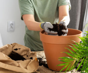 Jak dobrać najlepszą ziemię do kwiatów doniczkowych?