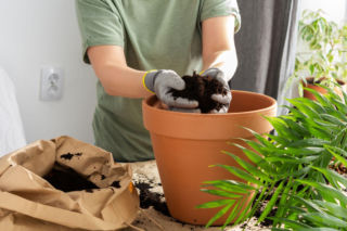 Chcesz, by twoje kwiaty doniczkowe dobrze rosły? Posadź je w odpowiedniej ziemi