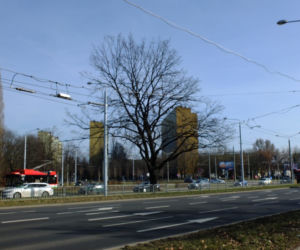 Lubelski dąb ma szanse stać się Drzewem Roku 2021. Jego historia urzeka
